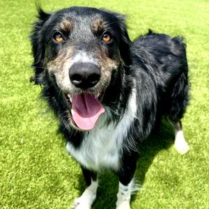 Russell, Terrier, Airedale, adult, available for adoption