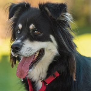 Stevie, Shepherd, Australian, adult, available for adoption