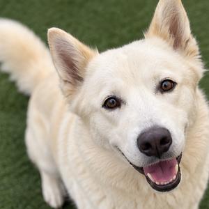 Fancy, Husky, adult, available for adoption