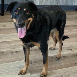 Oakley, Terrier, Airedale, adult, available for adoption