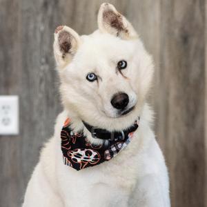 A white dog with blue eyes wearing a bandana