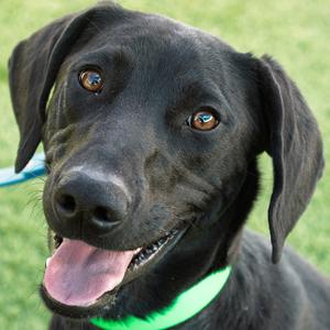 Fido, Retriever, Black Labrador, young, available for adoption