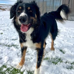 Sunny, Shepherd, Australian, adult, available for adoption