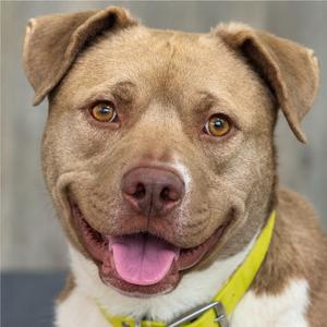 A close-up of a brown and white dog with a yellow collar, smiling with its tongue out.