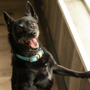 Otis, Chihuahua, adult, available for adoption