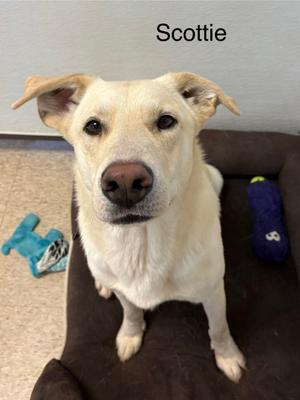 Scottie, Labrador Retriever, adult, available for adoption