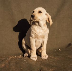Melon, Great Pyrenees/Mixed Breed, puppy, available for adoption