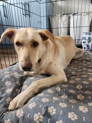 Pistachio (Archie), Labrador Retriever/Mixed Breed, adult, available for adoption