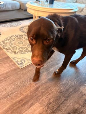 Turkey, Labrador Retriever, senior, available for adoption