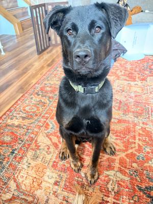 Lady, Labrador Retriever/Rottweiler, young, available for adoption