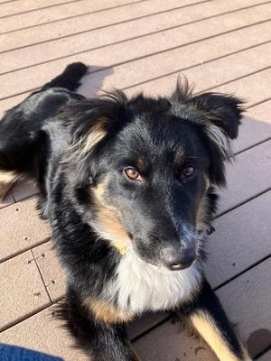 Kobe, Border Collie/Australian Shepherd, adult, available for adoption