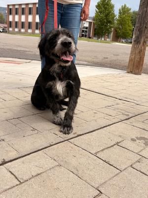 Luna, Terrier/Mixed Breed, young, available for adoption