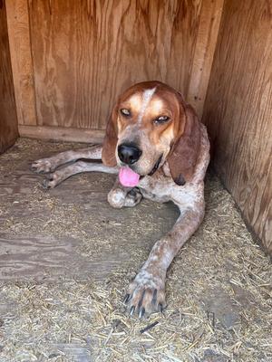 Johnny, Hound/Heeler, adult, available for adoption