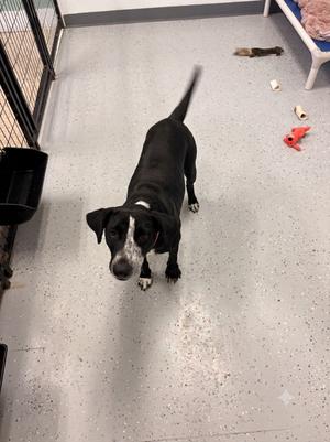 Tennessee, Labrador Retriever, adult, available for adoption