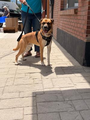 Barkley, German Shepherd Dog/Pit Bull Terrier, senior, available for adoption