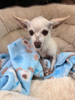 Stuart, Chihuahua, senior, available for adoption