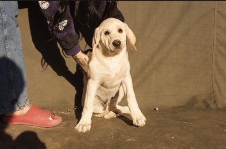 Honeybee, Great Pyrenees/Mixed Breed, puppy, available for adoption