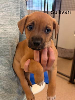 Sullivan, Mixed Breed, young, available for adoption