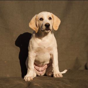 Tatortot, Great Pyrenees/Mixed Breed, puppy, available for adoption