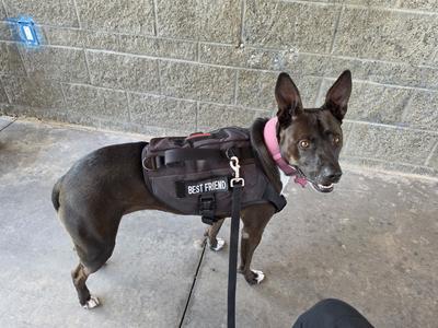 Rayne, Mixed Breed, senior, available for adoption