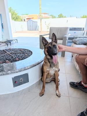 Tasha, Belgian Shepherd Malinois/German Shepherd Dog, young, available for adoption