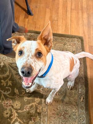 Mango, Heeler/Mixed Breed, adult, available for adoption