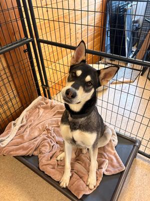 Arlo, German Shepherd Dog/Husky, young, available for adoption