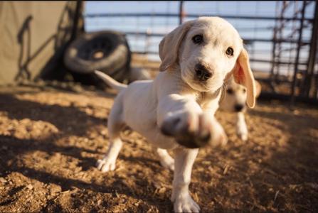 Hazelnut, Great Pyrenees/Mixed Breed, puppy, available for adoption