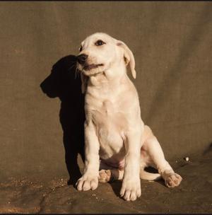 Henry, Great Pyrenees/Mixed Breed, puppy, available for adoption