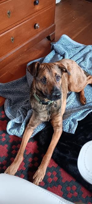 Pete, Mixed Breed, adult, available for adoption