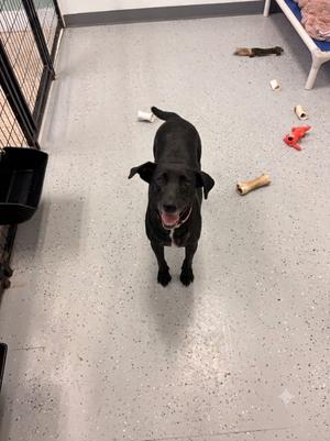 Kennedy, Labrador Retriever/Mixed Breed, adult, available for adoption