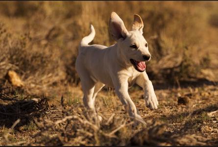 Kona, Great Pyrenees/Mixed Breed, puppy, available for adoption