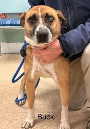 Buck, Mixed Breed, senior, available for adoption