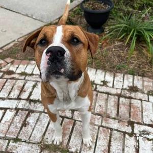 Pibble, Mixed Breed (Large), adult, available for adoption