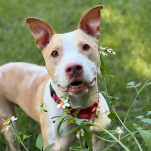 Ollie, Mixed Breed (Medium), adult, available for adoption