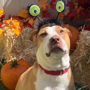 Brooks, Mixed Breed (Large), senior, available for adoption