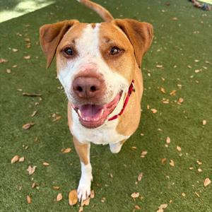 A tan and white dog with its tongue out, looking up at the camera
