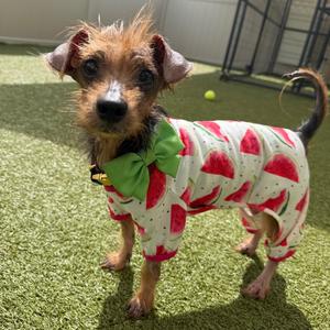 Beckham Magoo, Terrier, Yorkshire, Yorkie, senior, available for adoption