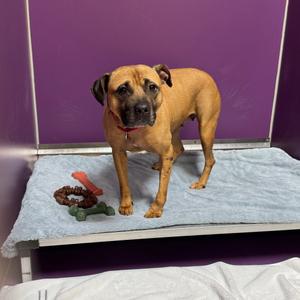 Blush (Maybel), Mixed Breed (Medium), adult, available for adoption