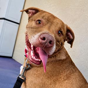 Chewy, Mixed Breed (Medium), adult, available for adoption
