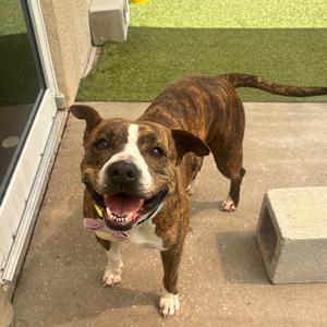 Balenciaga, Bulldog, adult, available for adoption