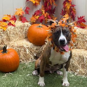Oogie Boogie, Mixed Breed (Large), adult, available for adoption