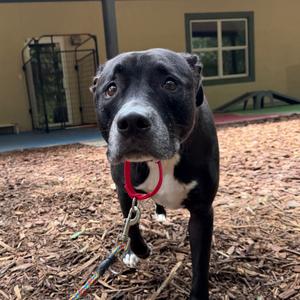 Gunner, Mixed Breed (Medium), adult, available for adoption