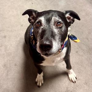 Jedi, Mixed Breed (Large), senior, available for adoption