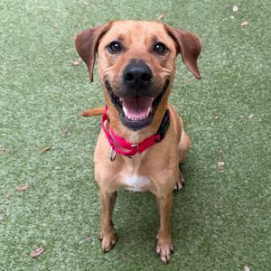 A happy brown dog with a red collar sitting on green grass.