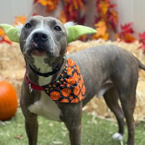 Malcom, Mixed Breed (Large), adult, available for adoption