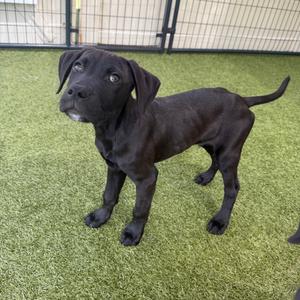A black puppy standing on green artificial grass, looking up with its ears flopped down.
