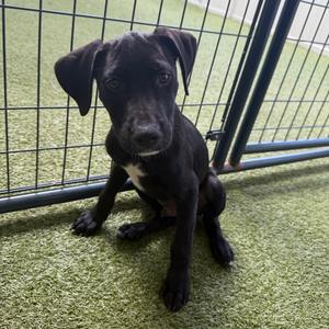 Costa, Retriever, Black Labrador, puppy, available for adoption