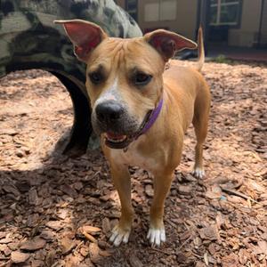 Penny, Mixed Breed (Medium), adult, available for adoption