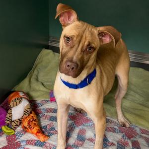 Bart, Mixed Breed (Medium), young, available for adoption